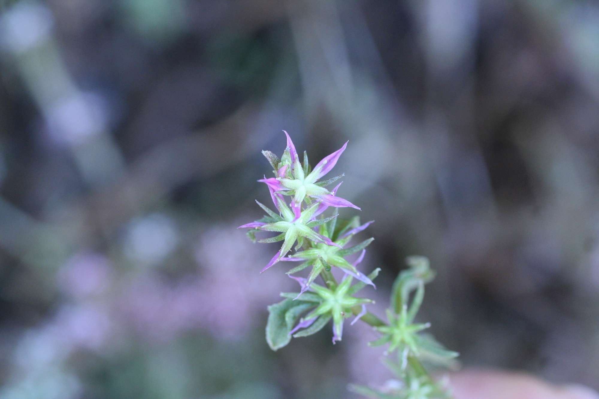 Phedimus stellatus / Borracina spinosa